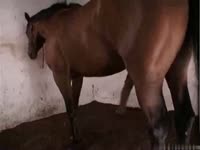 Lara with a horse porn on the farm